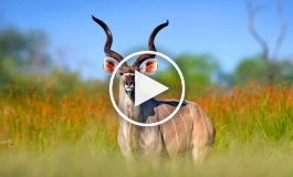 (ویدئو) فرار میلی متری یک کودو از دست شیر